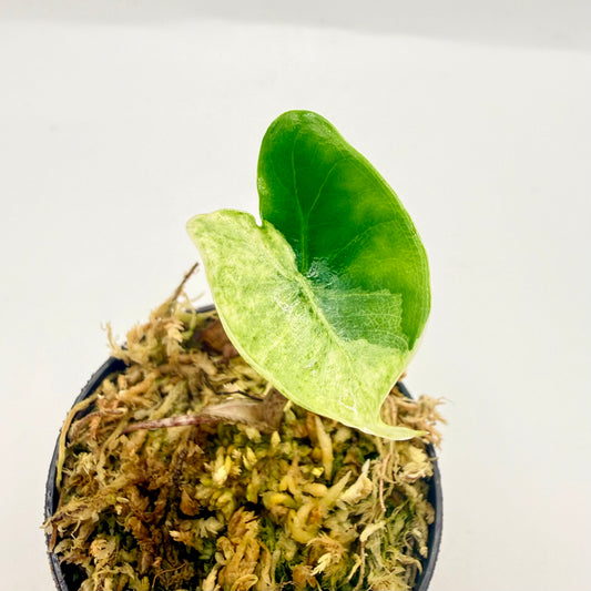 Alocasia Zebrina Albo Variegata