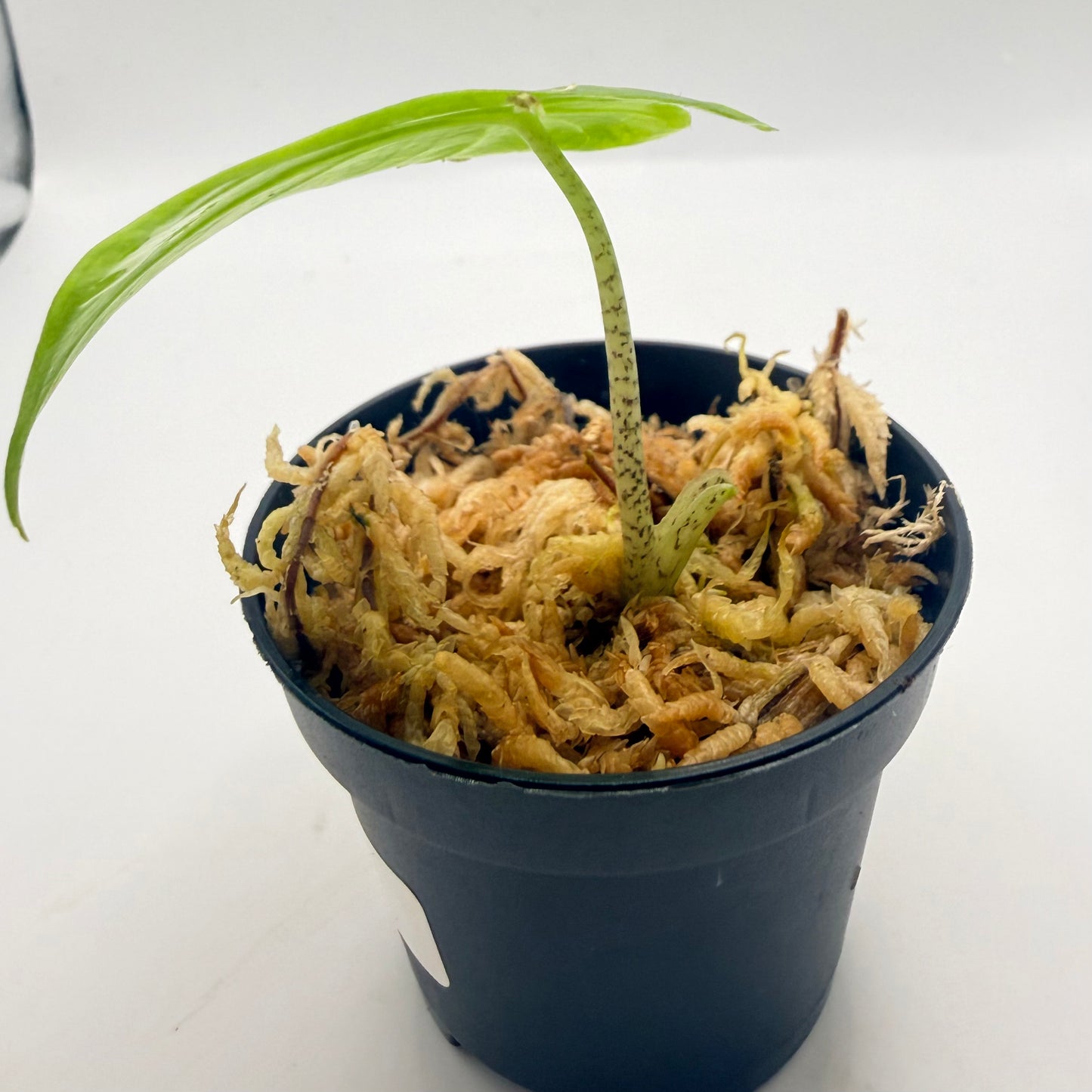 Alocasia T-Rex
