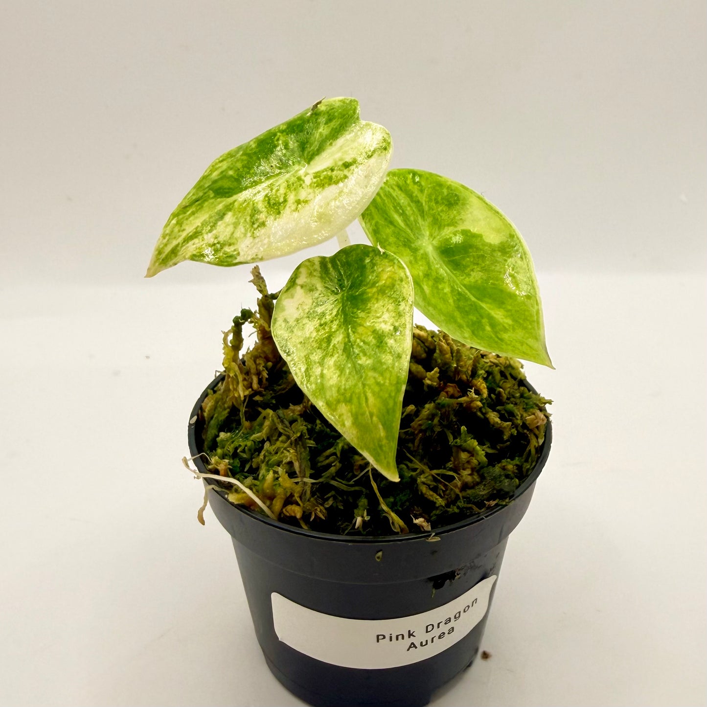 Alocasia Pink Dragon Aurea Variegata