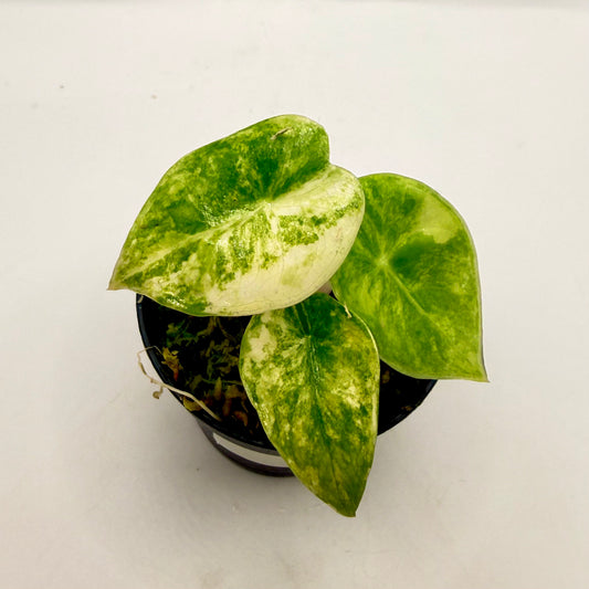 Alocasia Pink Dragon Aurea Variegata
