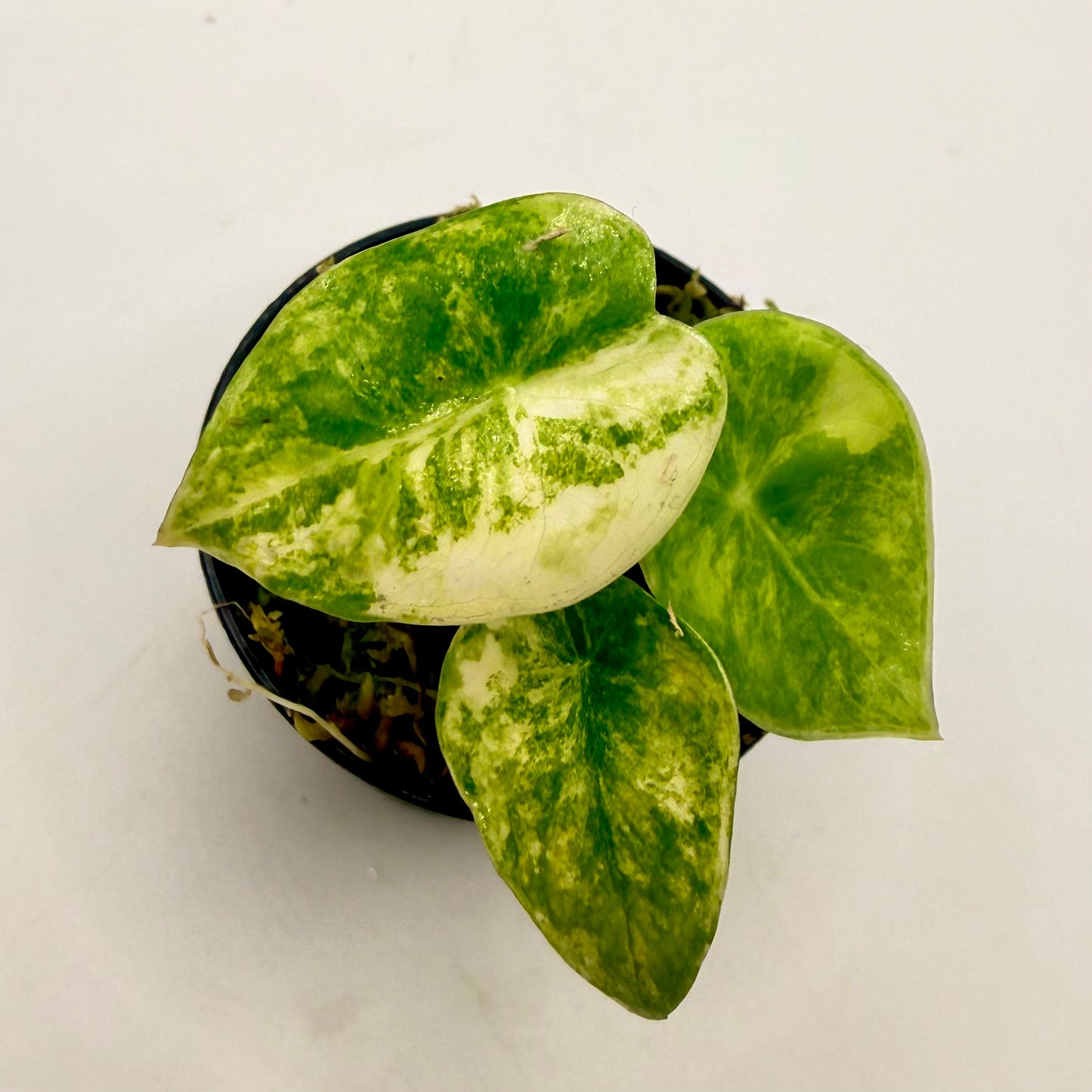 Alocasia Pink Dragon Aurea Variegata