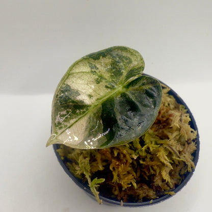 Alocasia Heart Balloon Pink/Albo Variegata