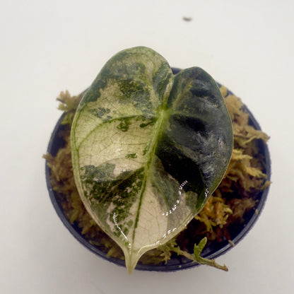 Alocasia Heart Balloon Pink/Albo Variegata