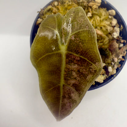 Alocasia Amazonica - Pink Variegata