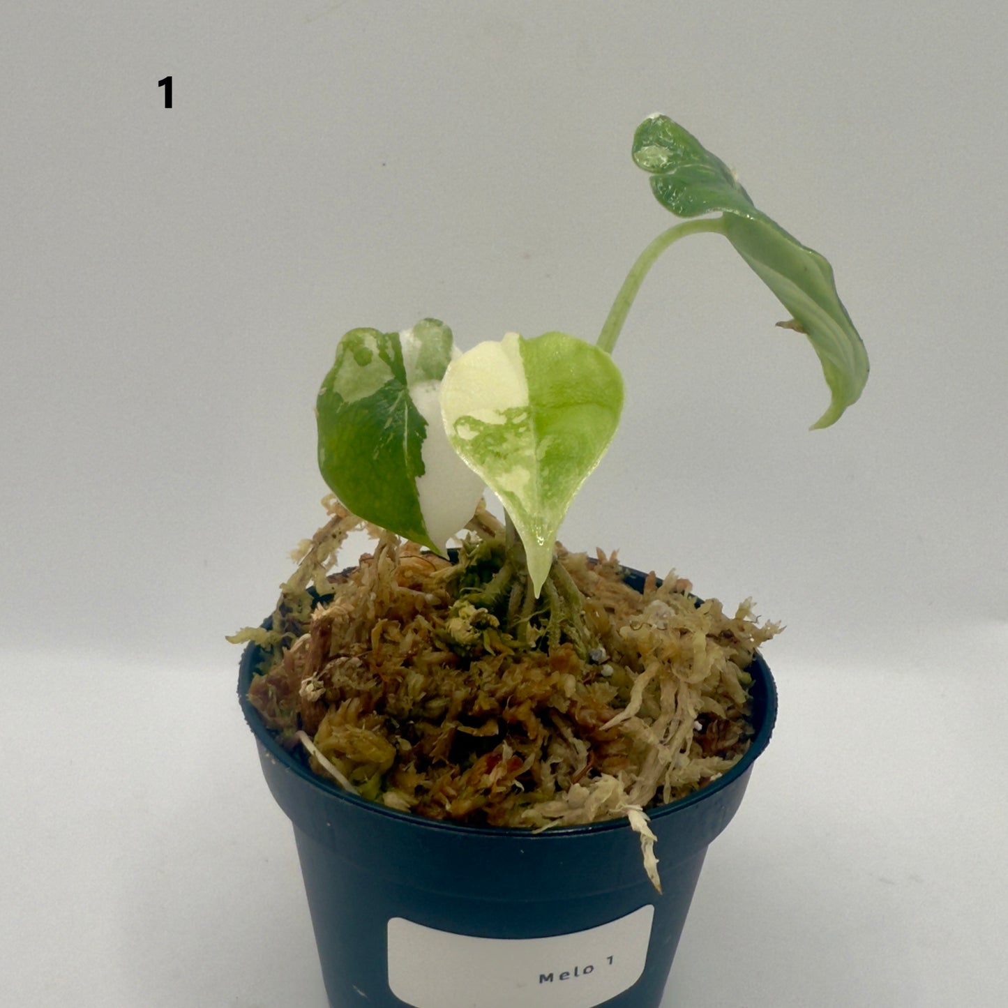 Alocasia Melo Albo Variegata