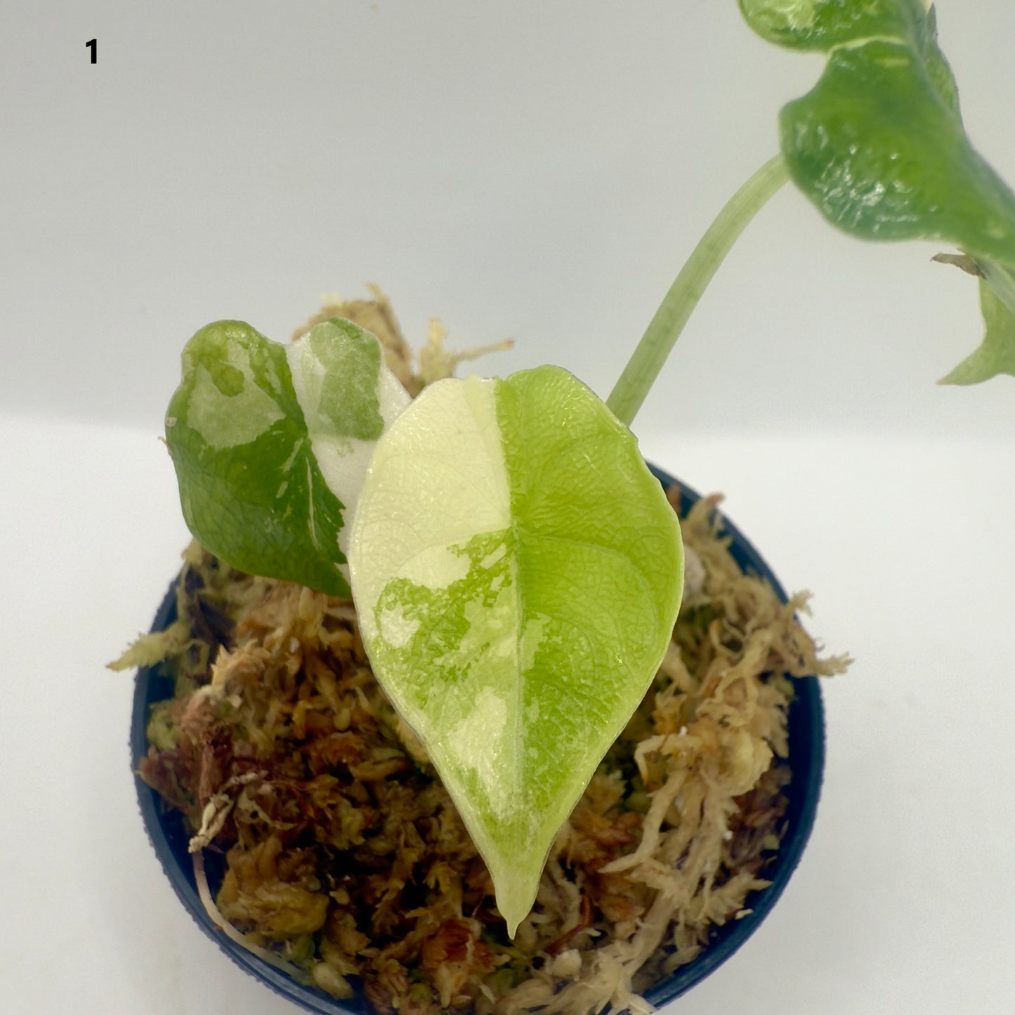 Alocasia Melo Albo Variegata