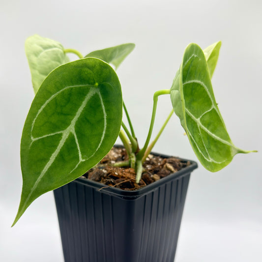 Anthurium Forgetii Silver