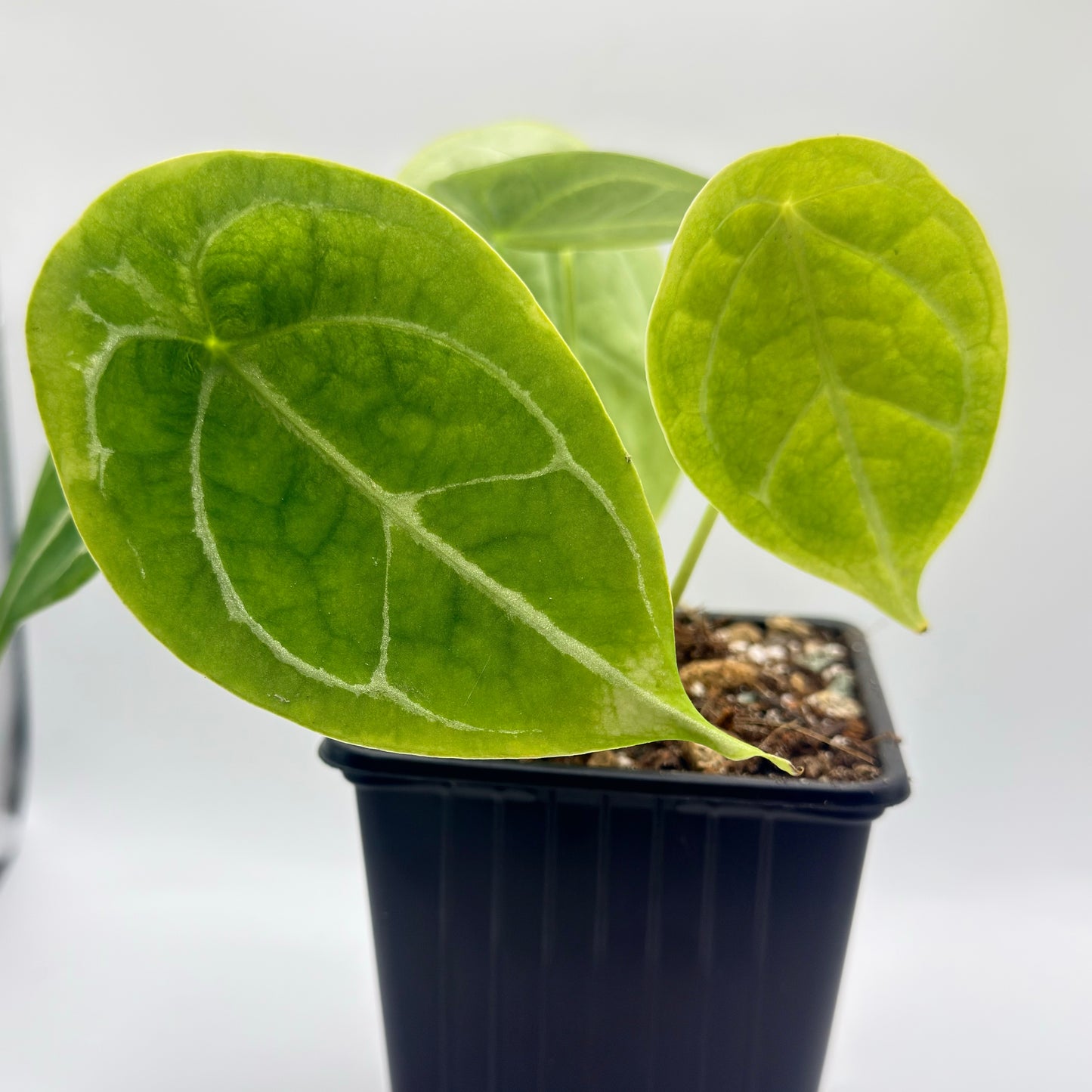 Anthurium Forgetii Silver