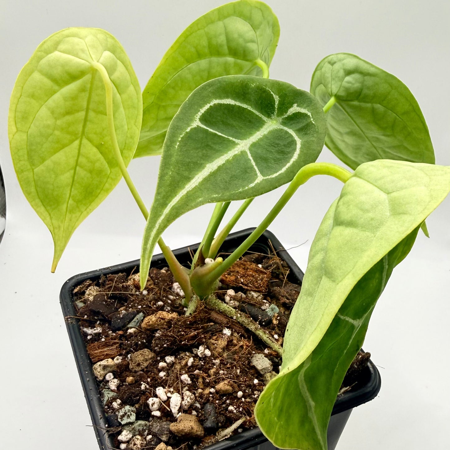 Anthurium Forgetii Silver