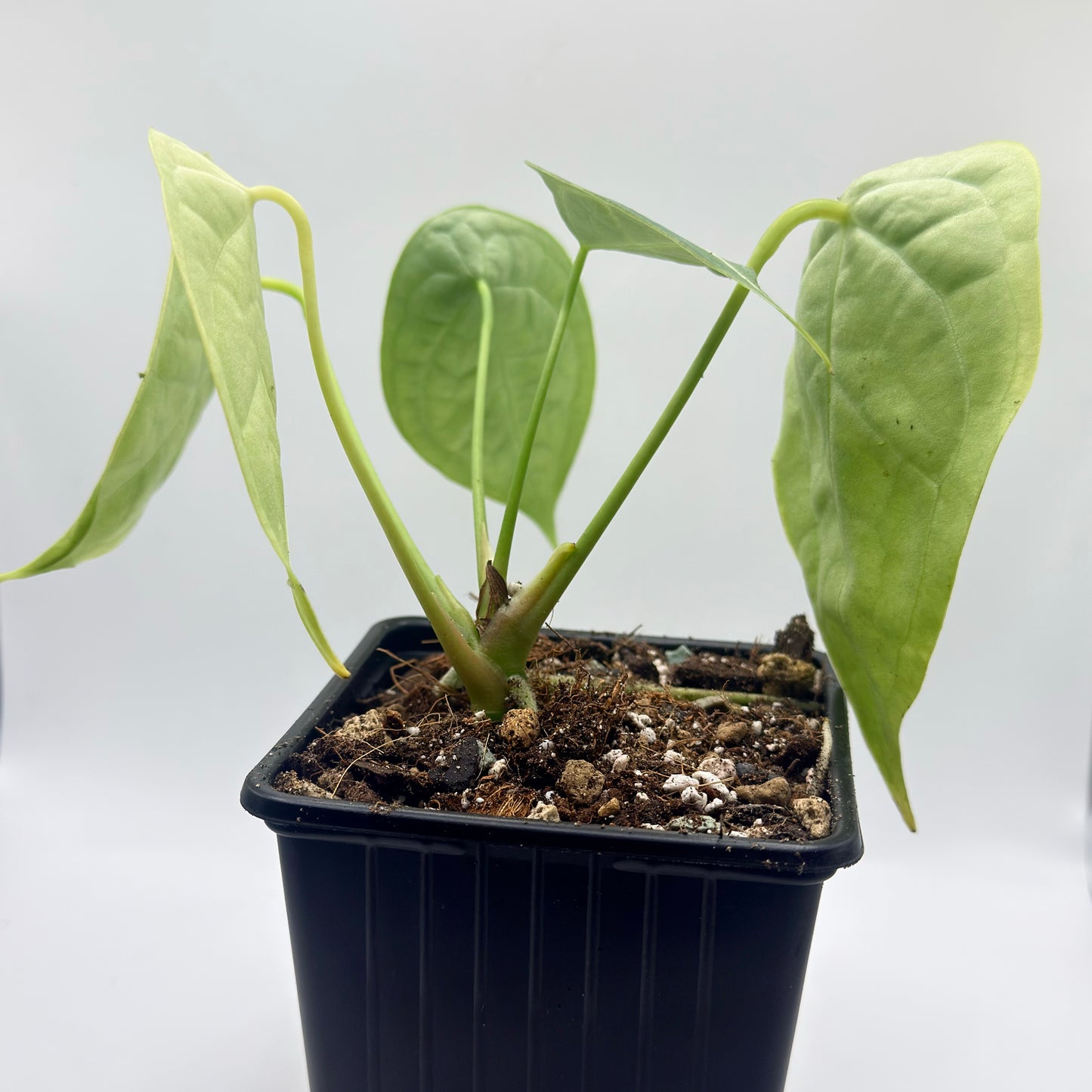 Anthurium Forgetii Silver