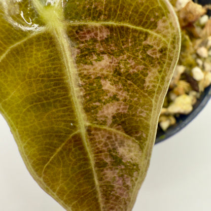 Alocasia Amazonica - Pink Variegata