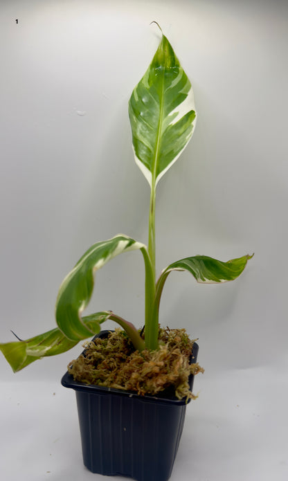 Musa Variegata