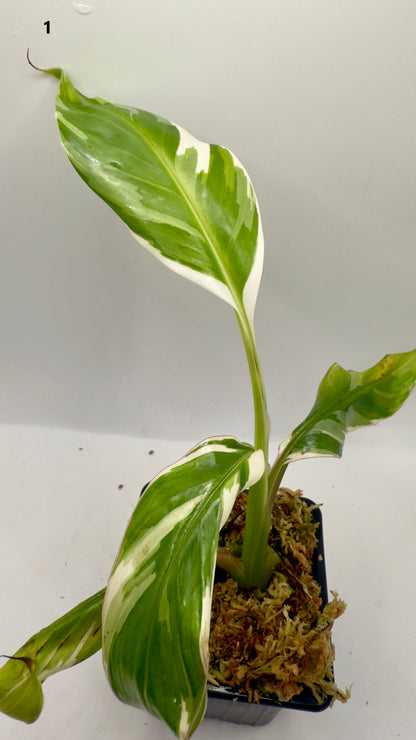 Musa Variegata
