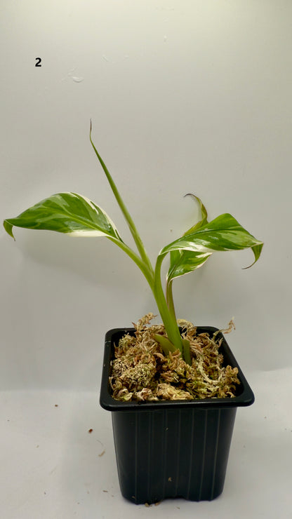 Musa Variegata