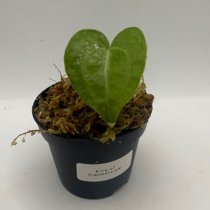 Anthurium King of Clarinervium