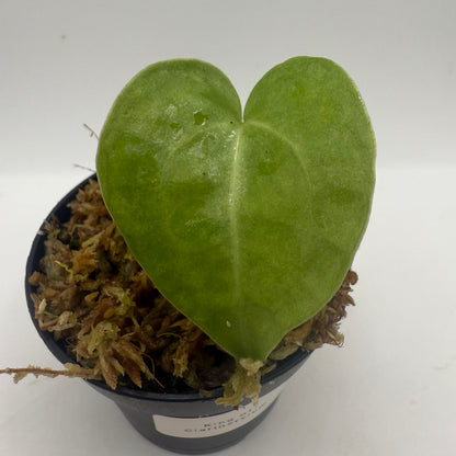 Anthurium King of Clarinervium