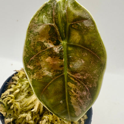 Alocasia Azlanii Pink Variegata