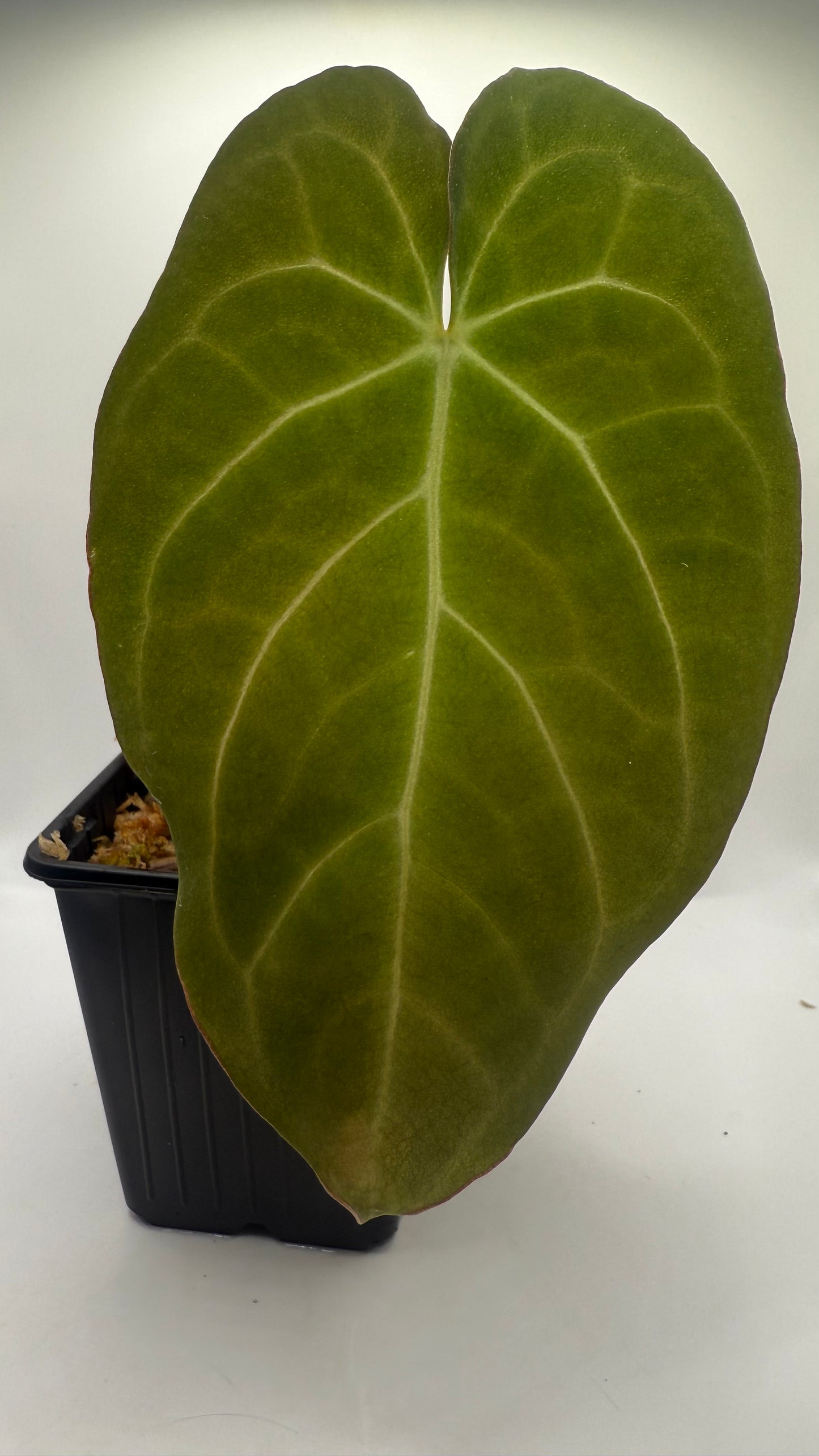 Anthurium Papillilaminum X