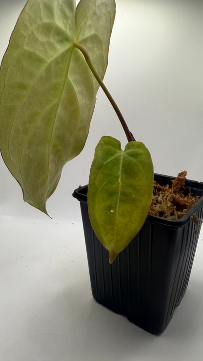 Anthurium Papillilaminum X