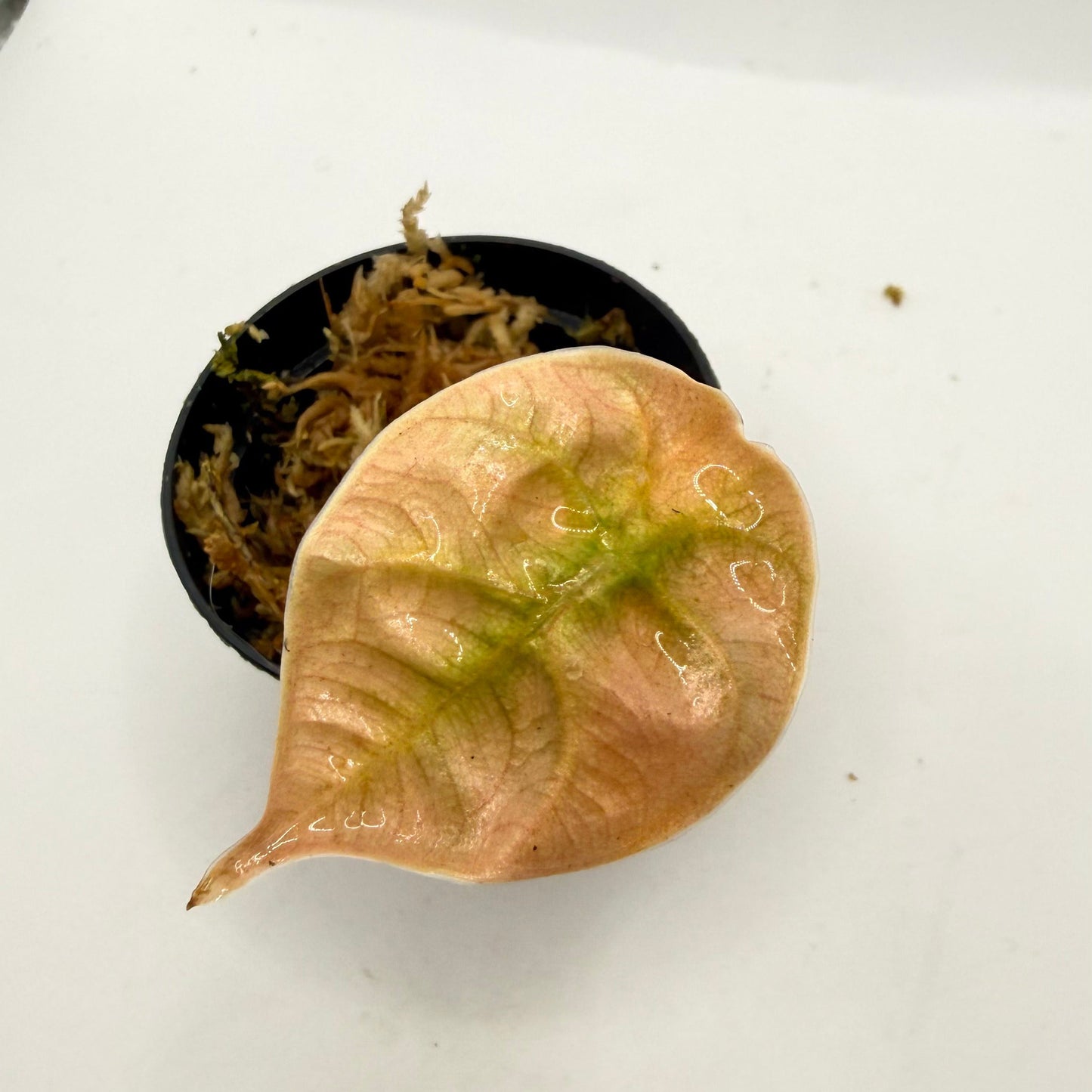 Alocasia Azlanii Orange/Mint Variegata
