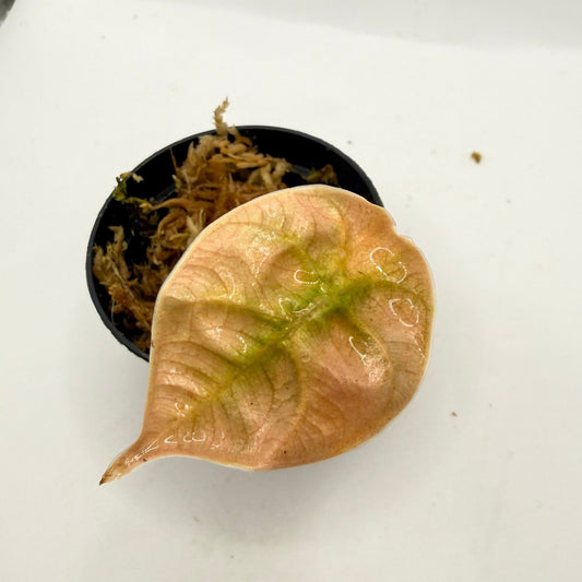 Alocasia Azlanii Orange/Mint Variegata