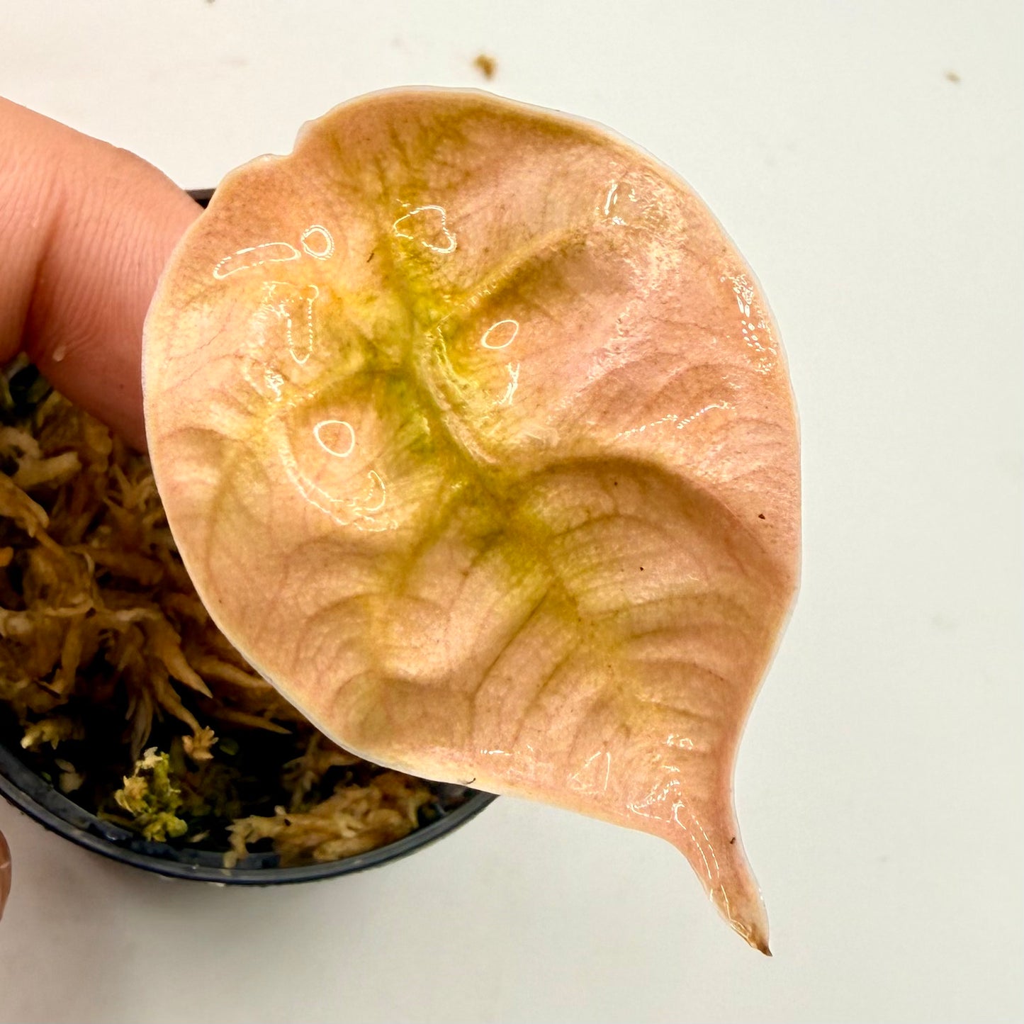 Alocasia Azlanii Orange/Mint Variegata
