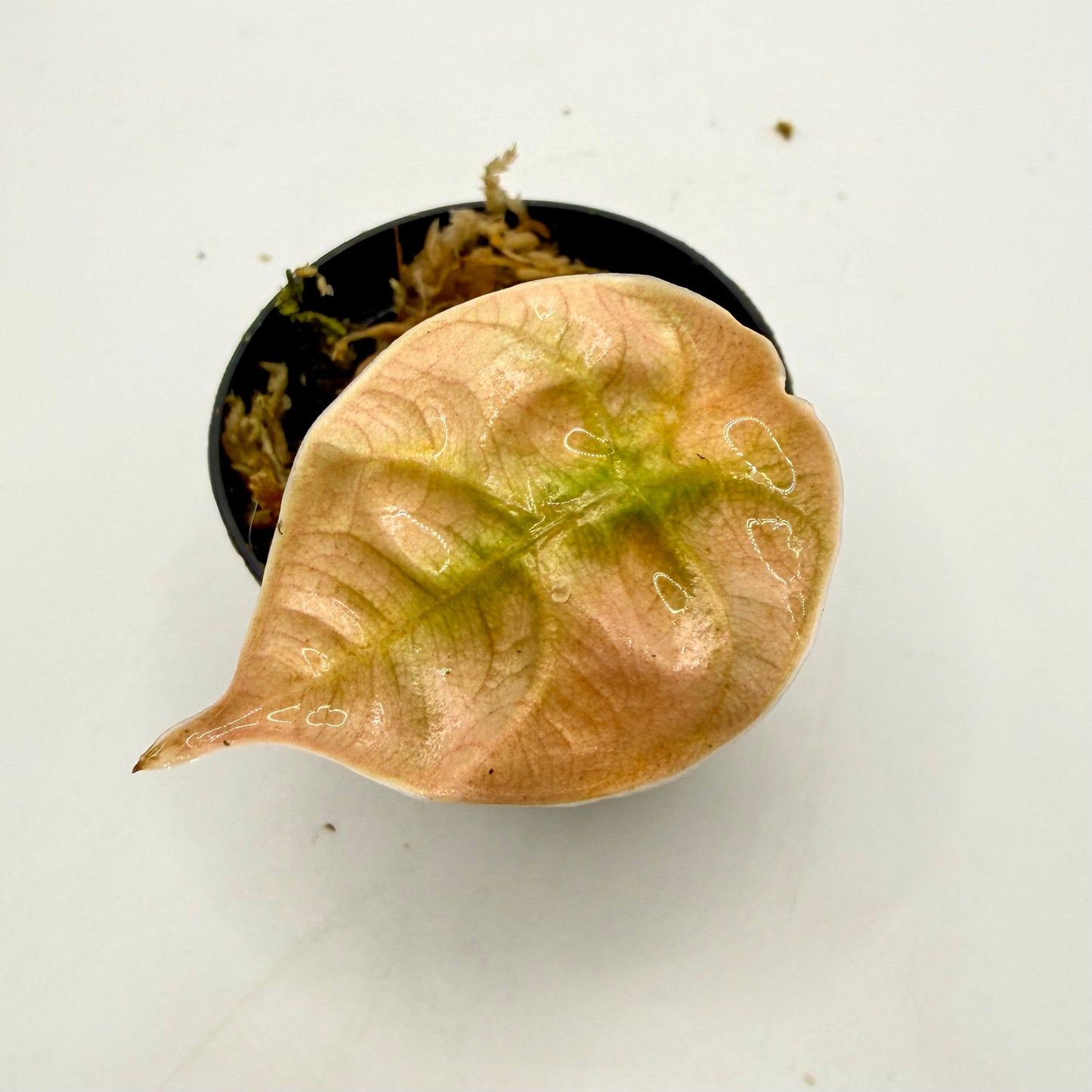 Alocasia Azlanii Orange/Mint Variegata