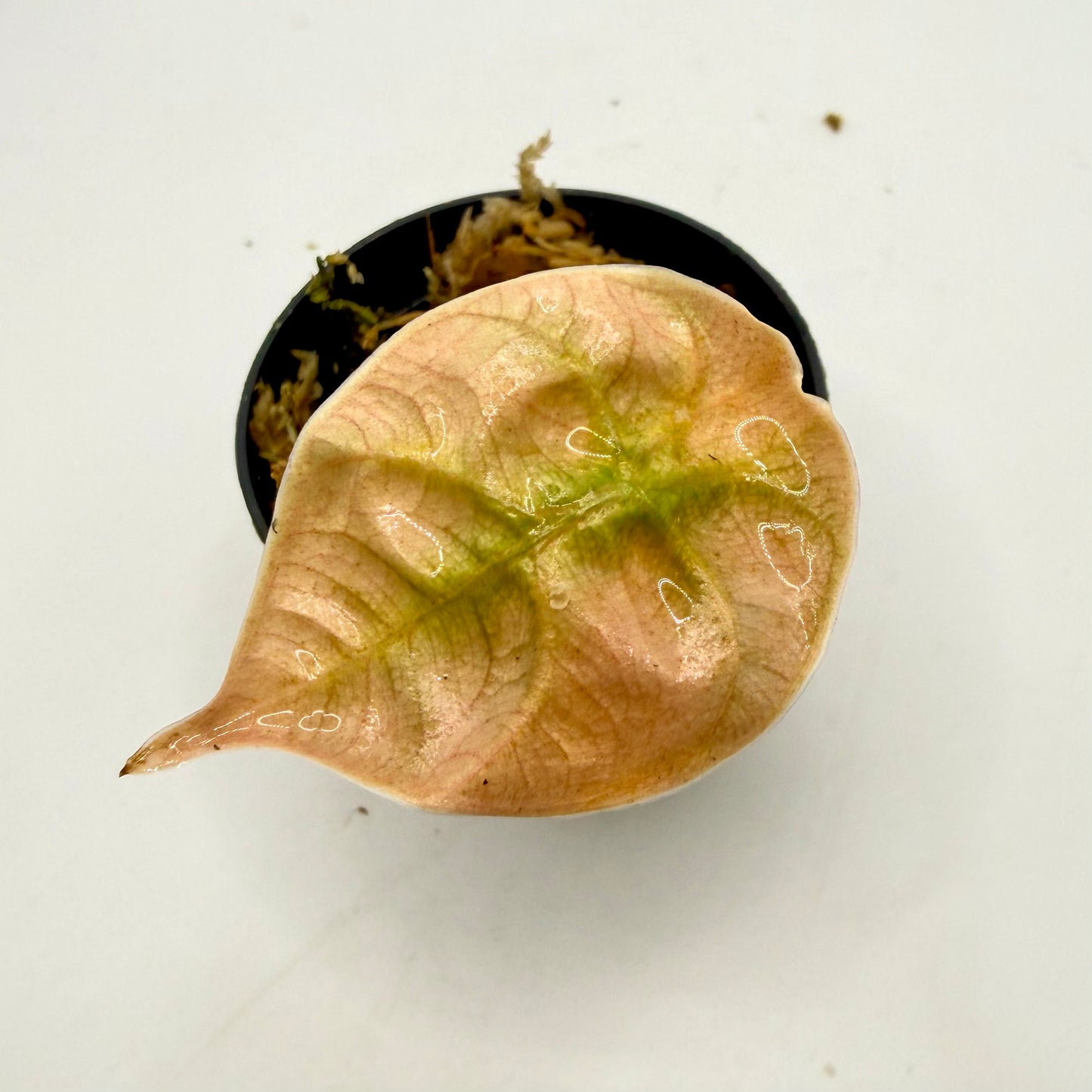 Alocasia Azlanii Orange/Mint Variegata