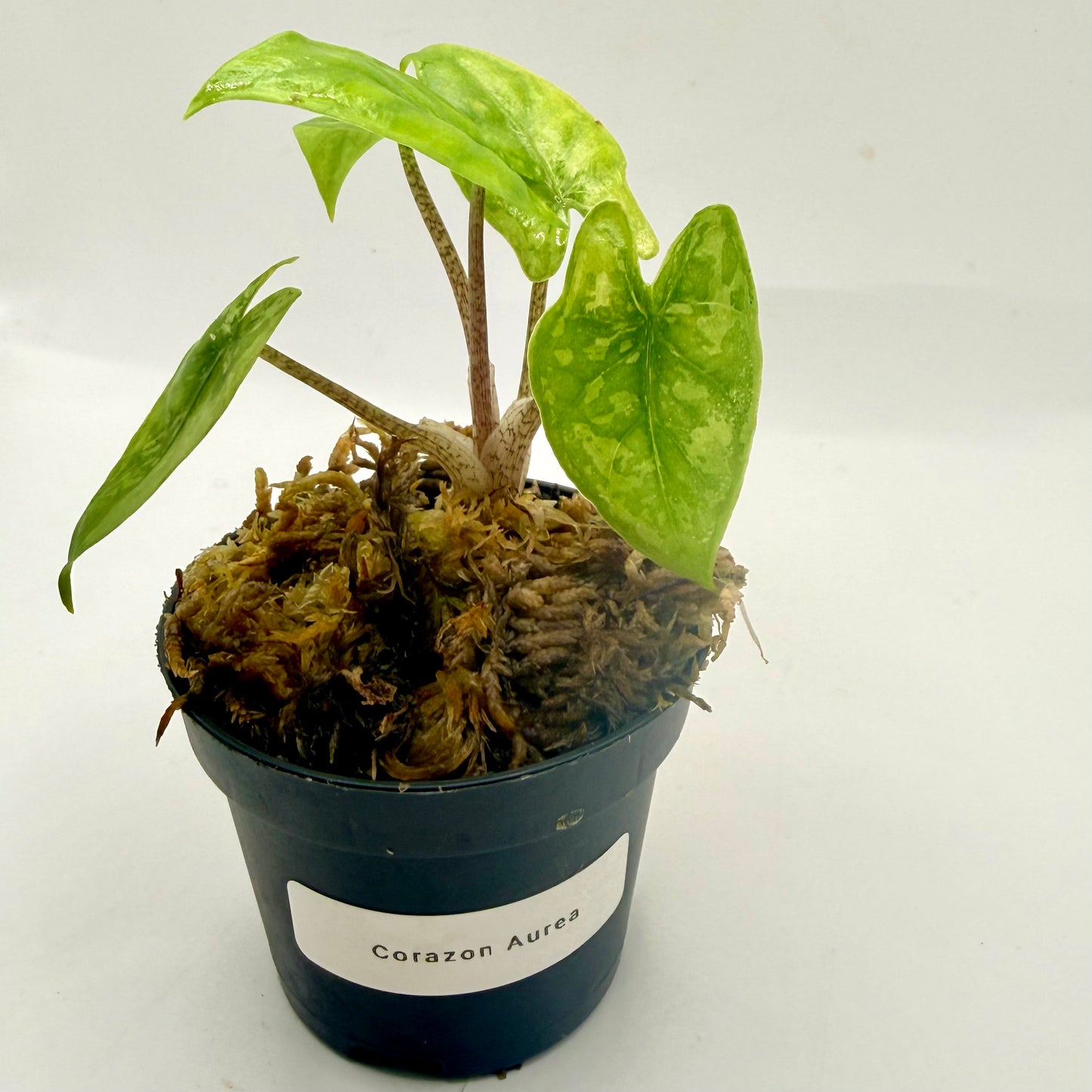 Alocasia Corazón Aurea Variegata