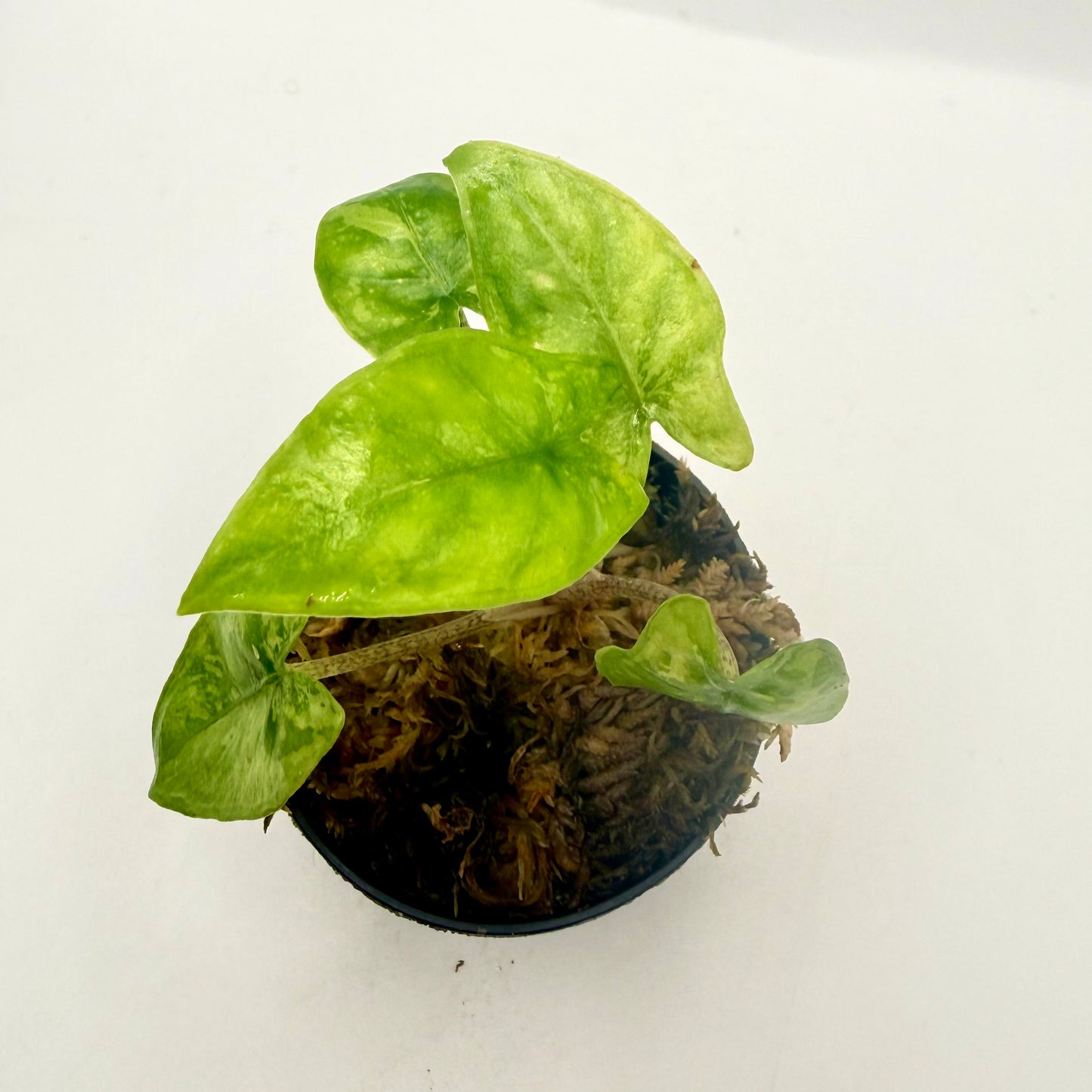 Alocasia Corazón Aurea Variegata