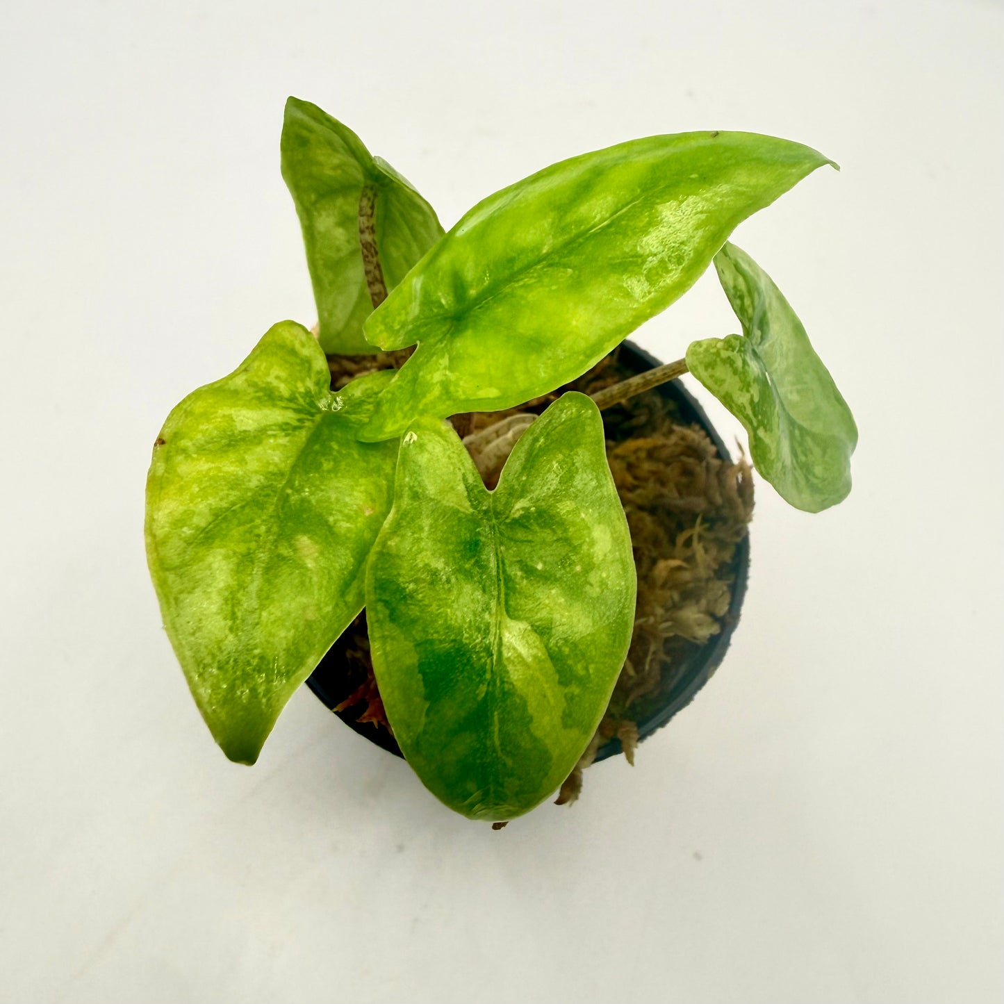 Alocasia Corazón Aurea Variegata