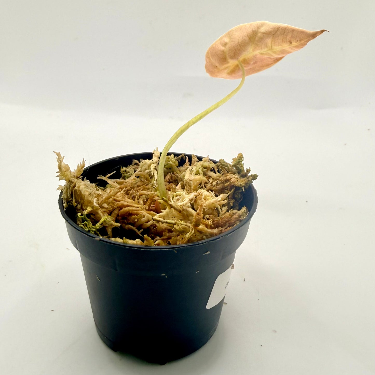 Alocasia Azlanii Orange/Mint Variegata