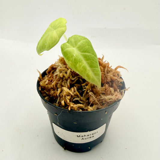 Alocasia Maharani Aurea Variegata