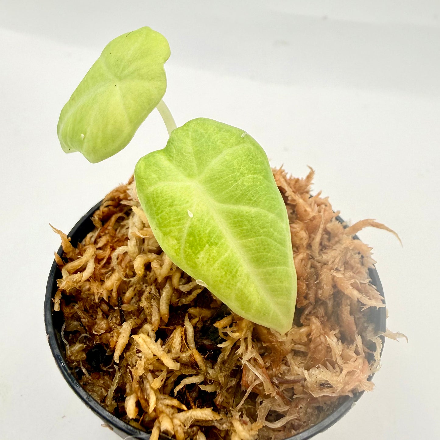 Alocasia Maharani Aurea Variegata
