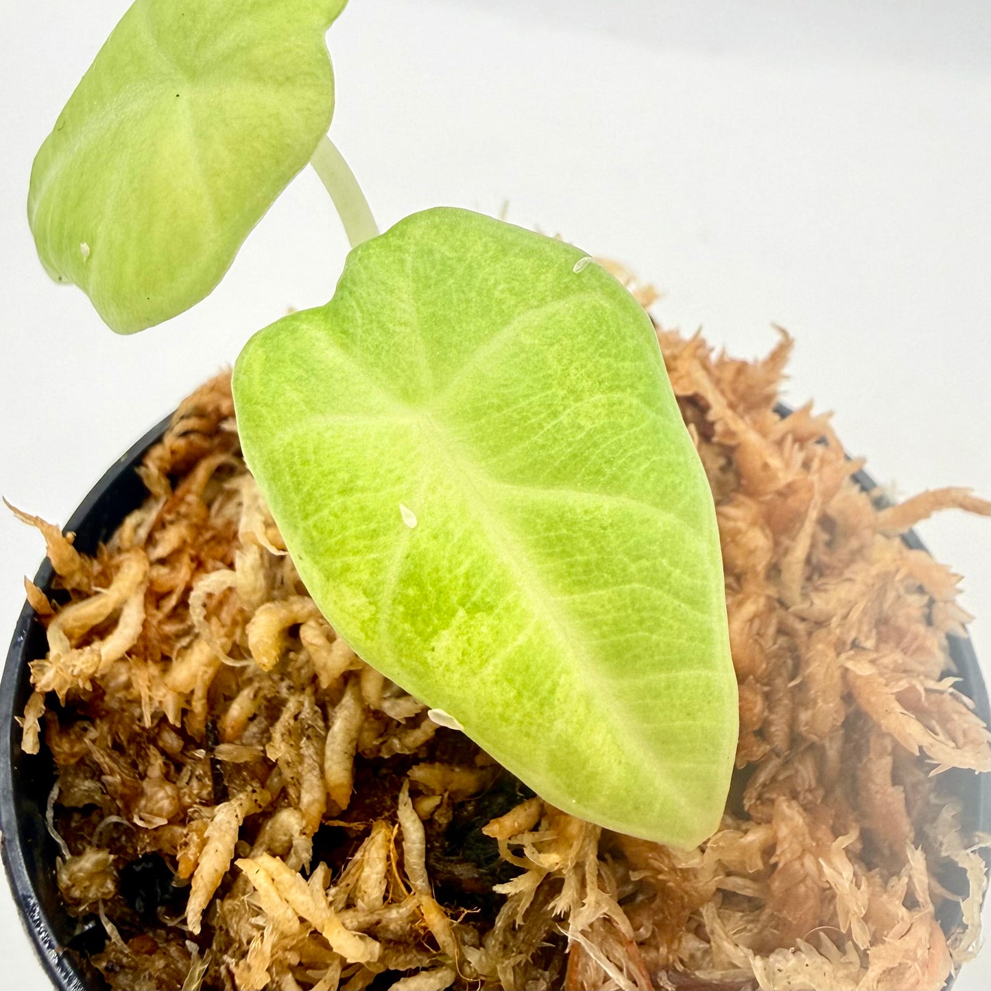 Alocasia Maharani Aurea Variegata