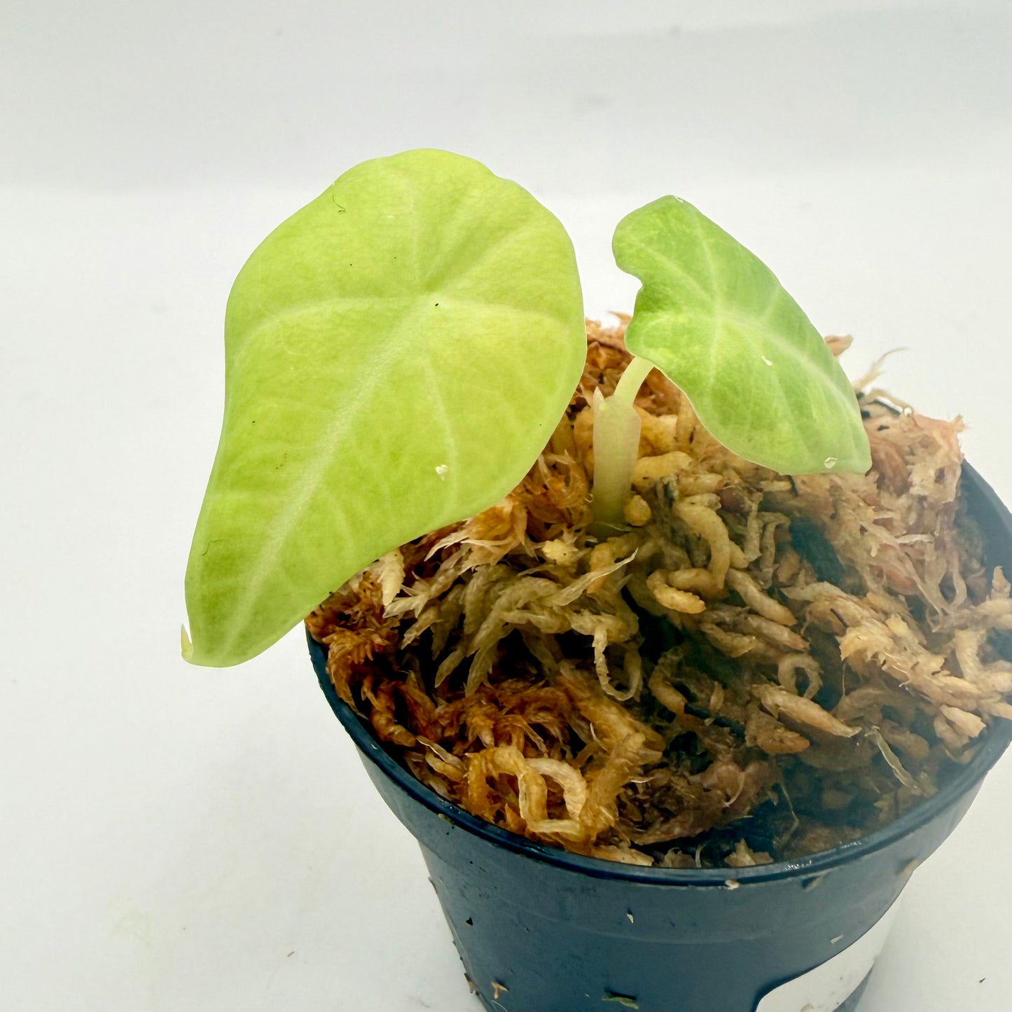 Alocasia Maharani Aurea Variegata