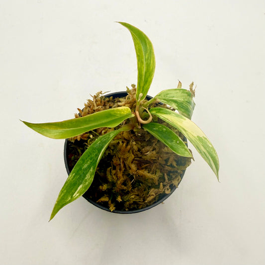 Philodendron Caramel Marble