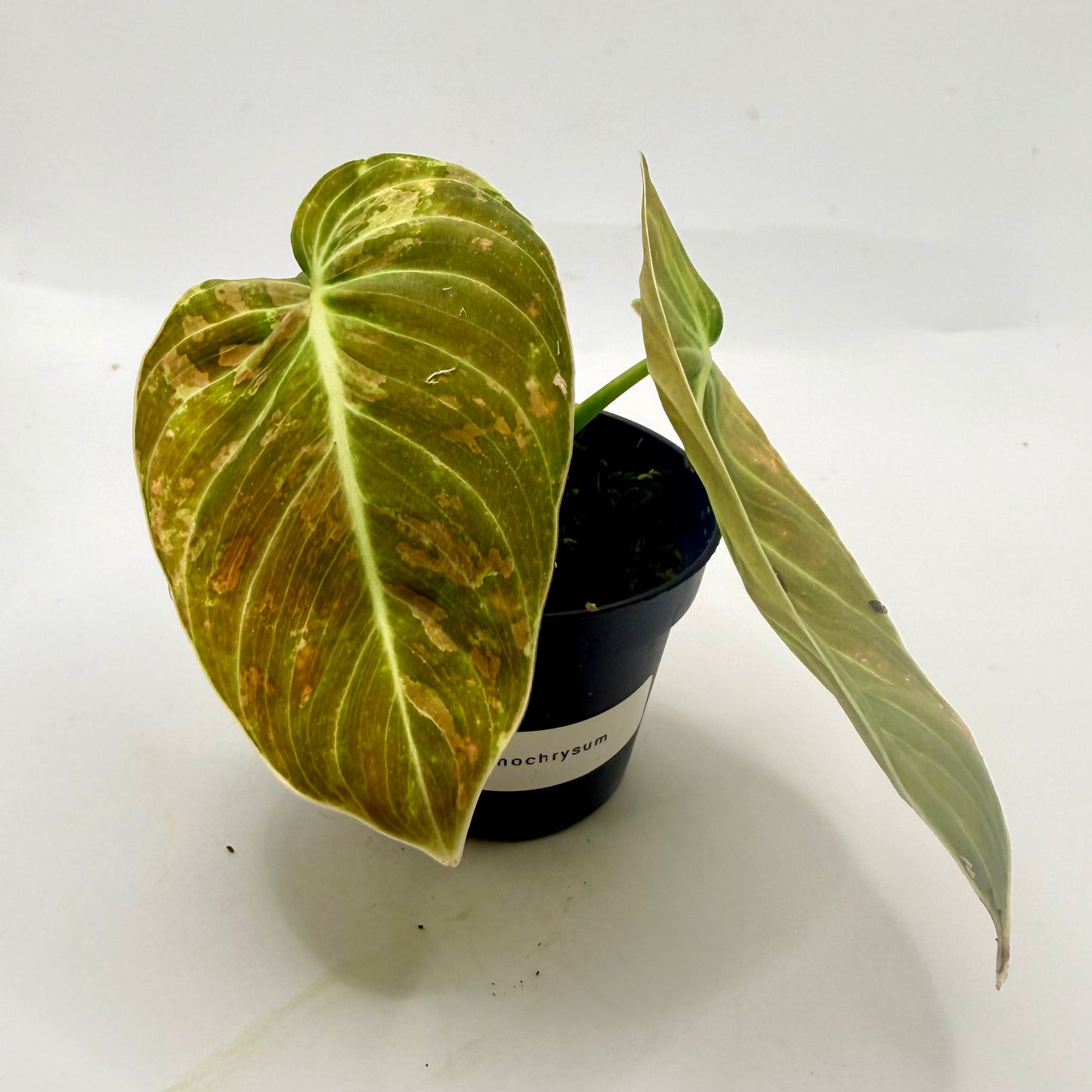 Philodendron Melanochrysum Orange/Pink Variegata