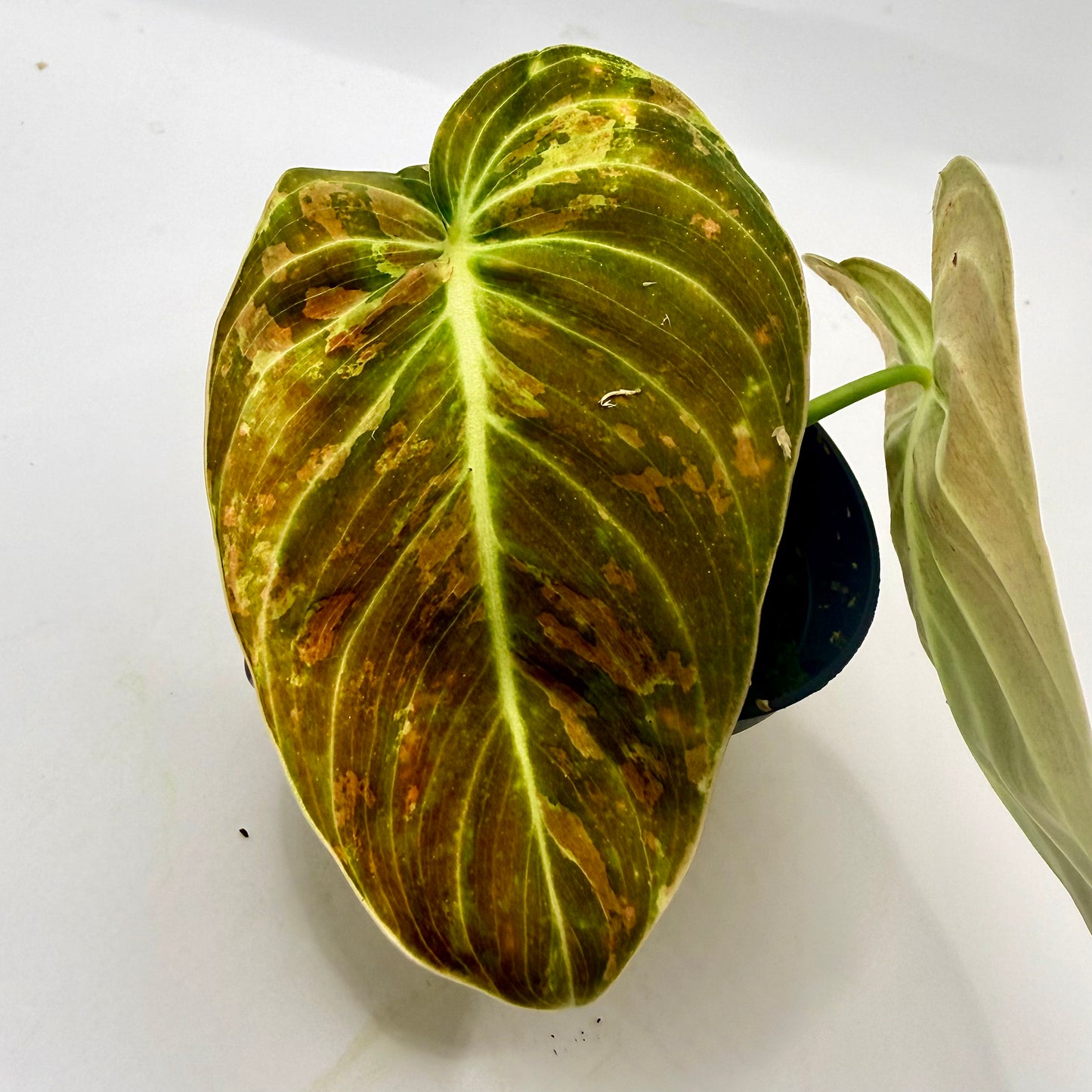 Philodendron Melanochrysum Orange/Pink Variegata