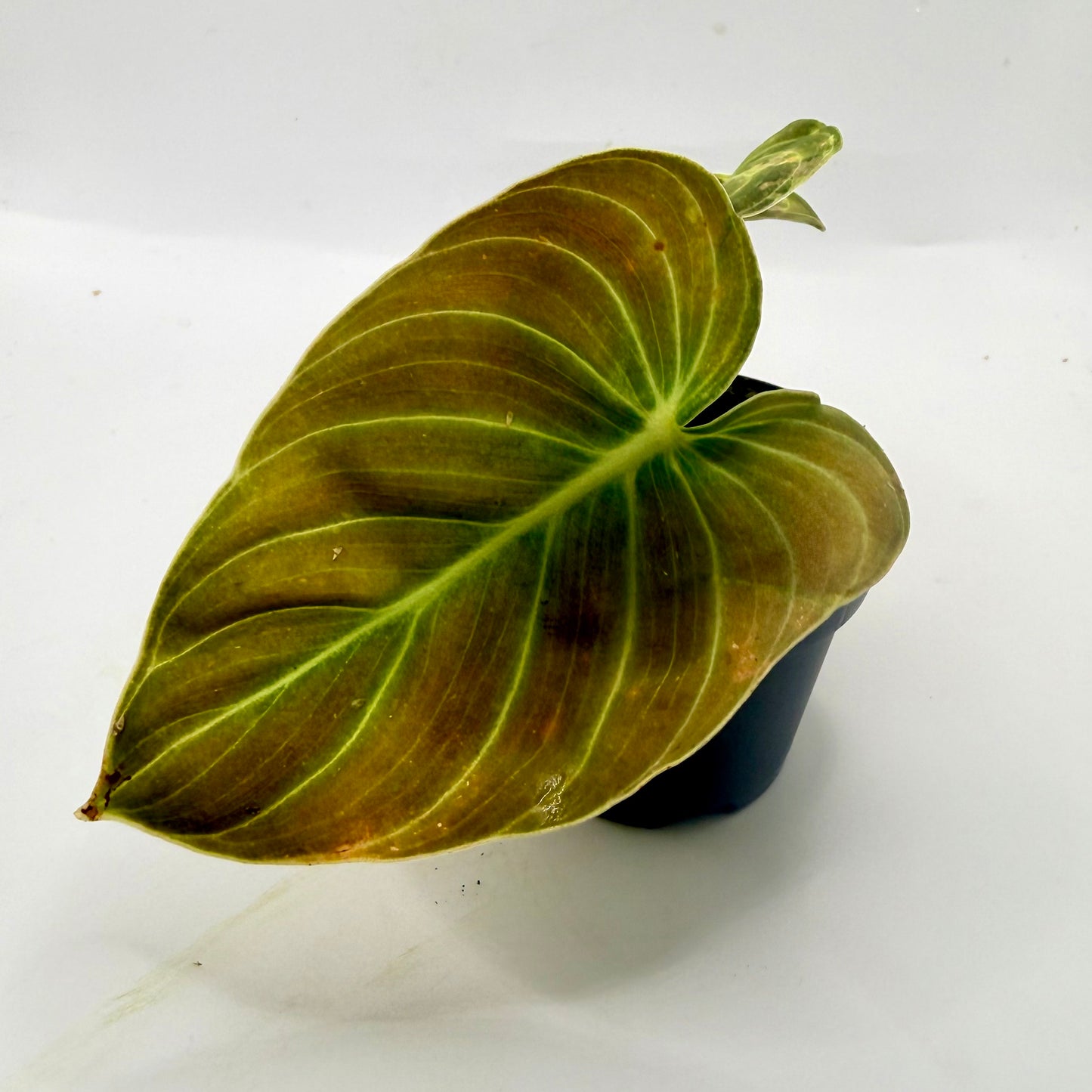 Philodendron Melanochrysum Orange/Pink Variegata