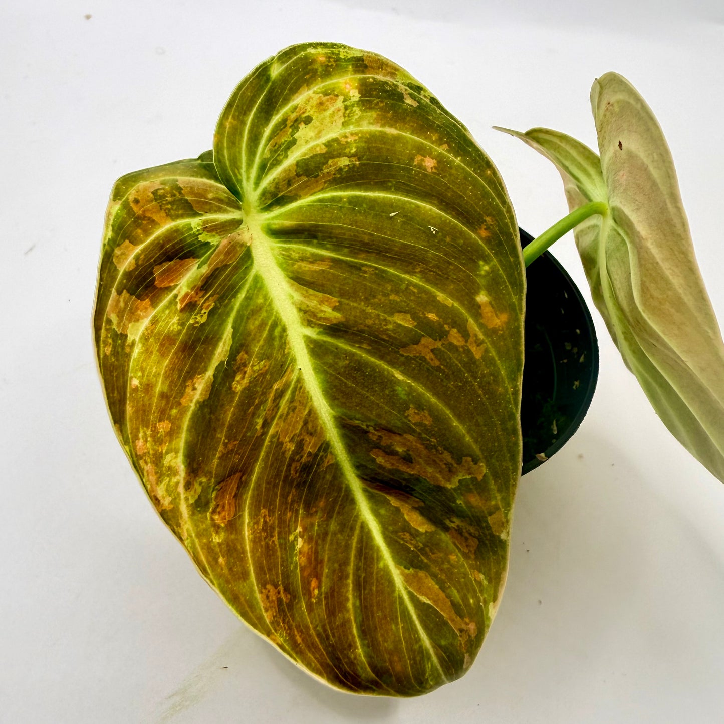 Philodendron Melanochrysum Orange/Pink Variegata