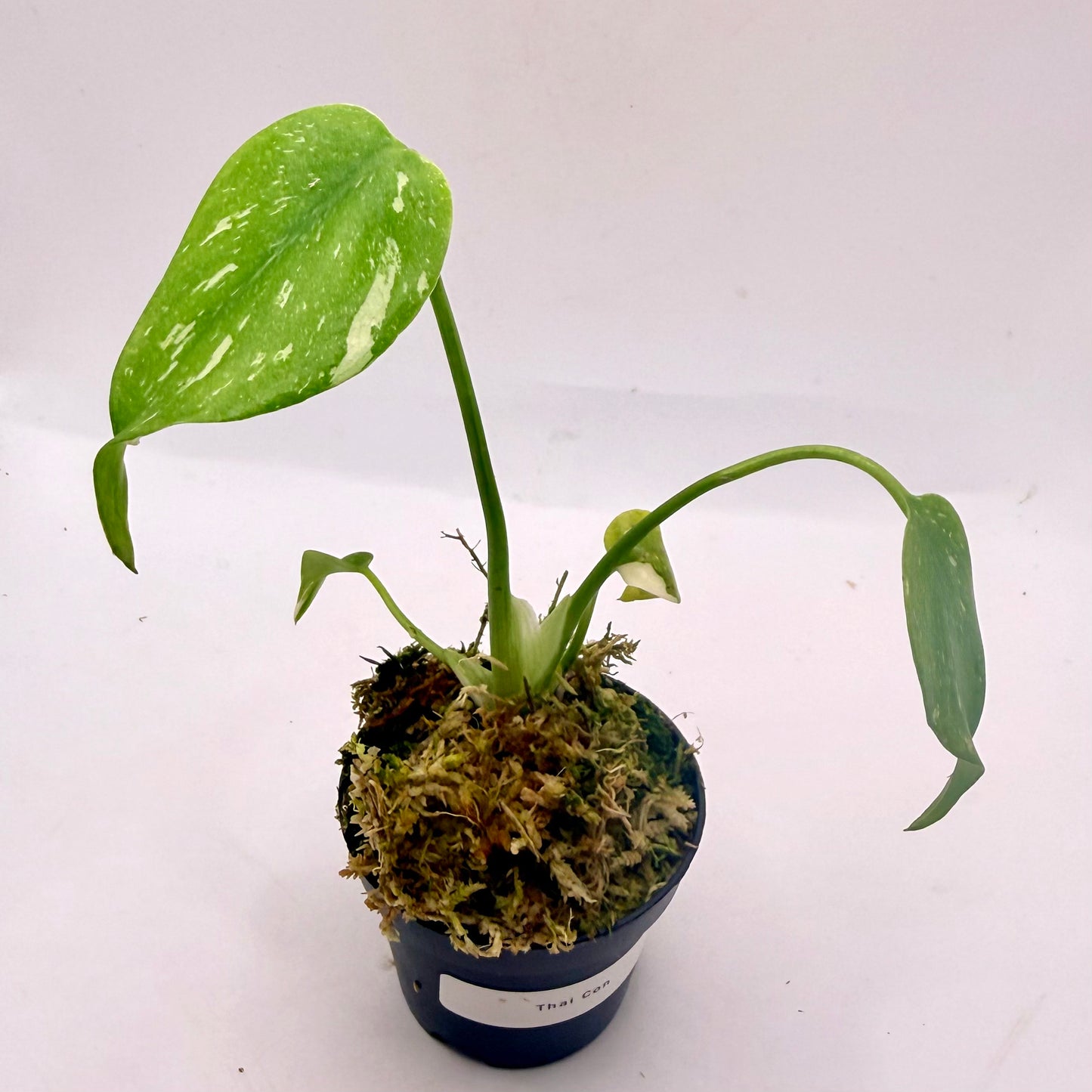 Monstera Thai Constellation