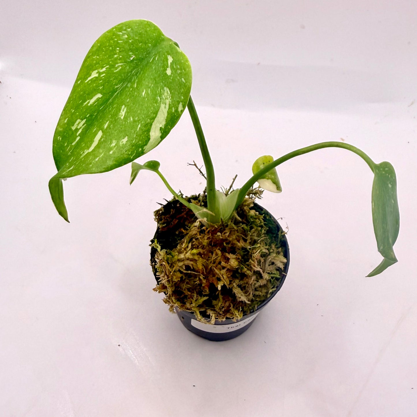 Monstera Thai Constellation