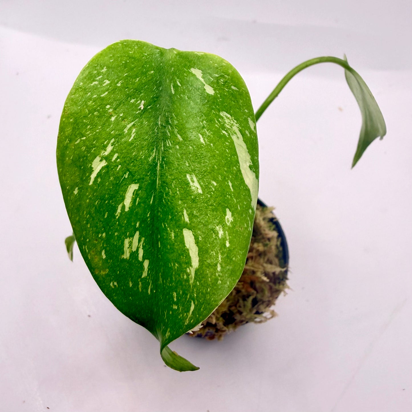 Monstera Thai Constellation