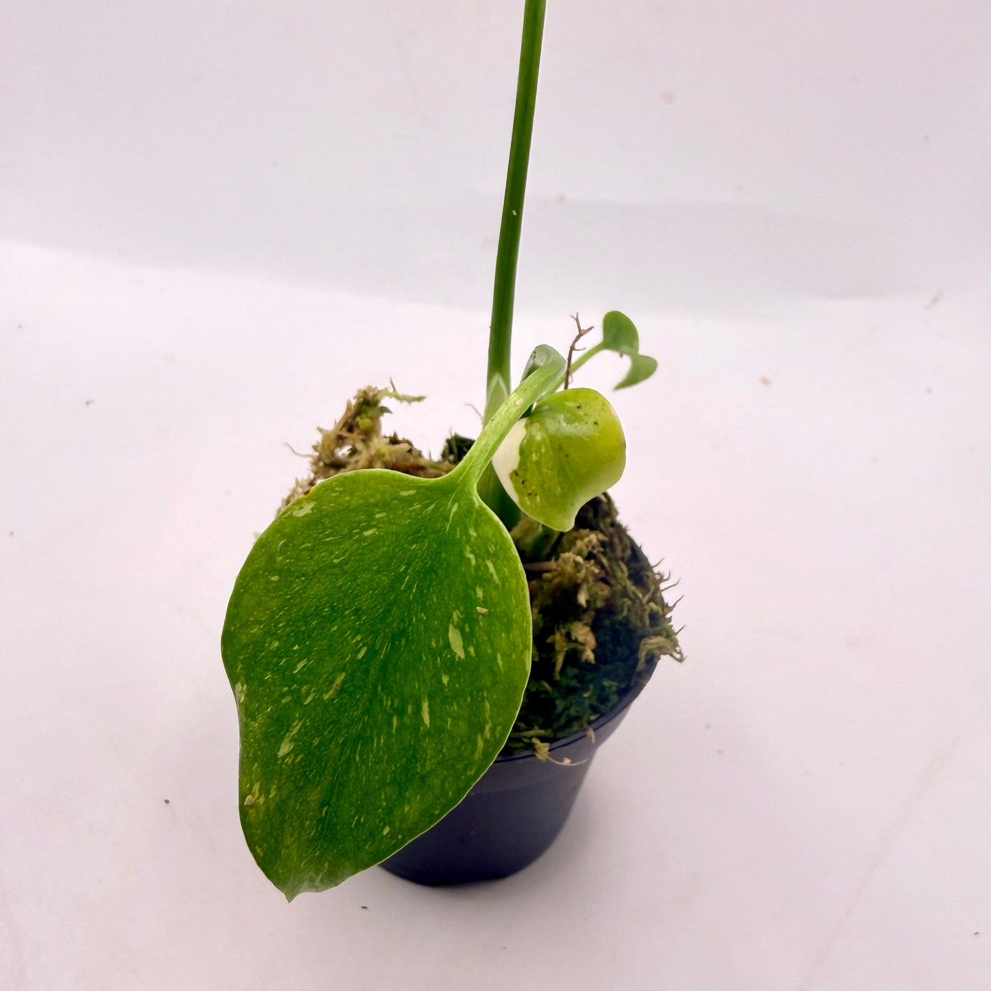 Monstera Thai Constellation