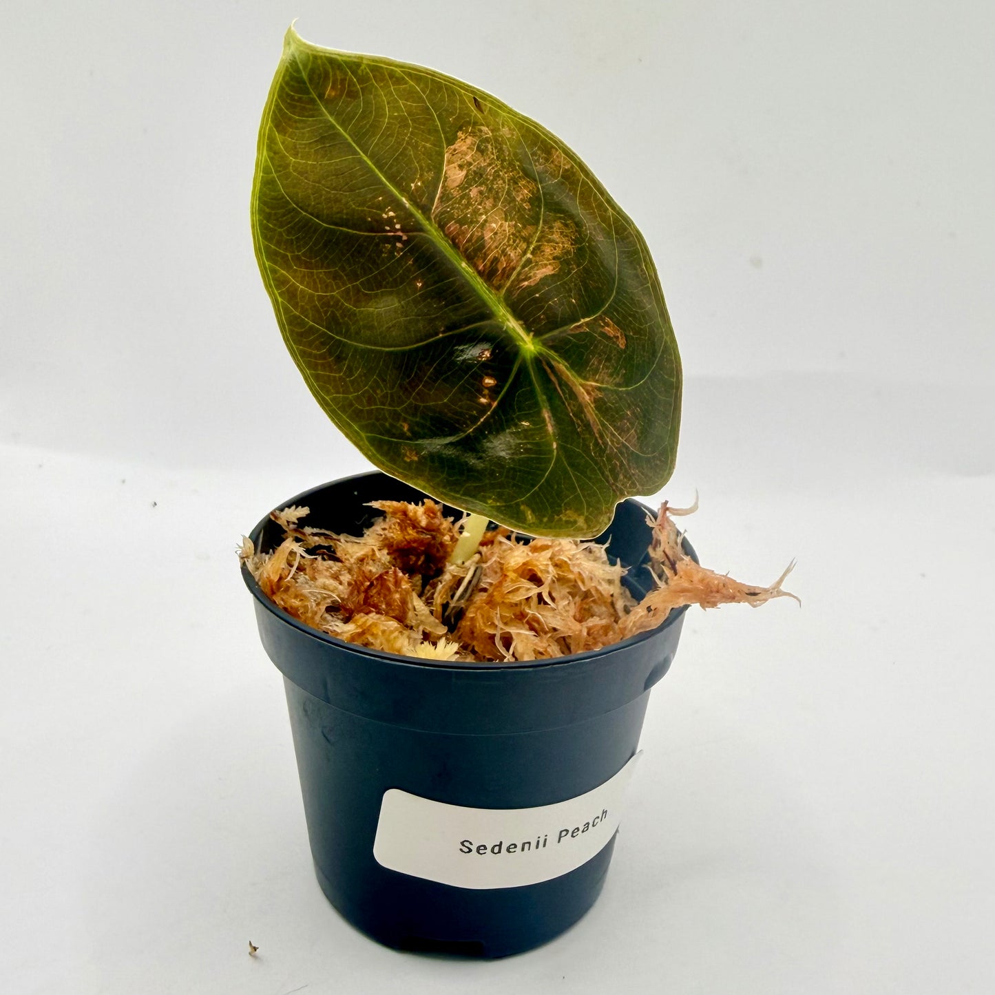 Alocasia Sedenii Peach Variegata