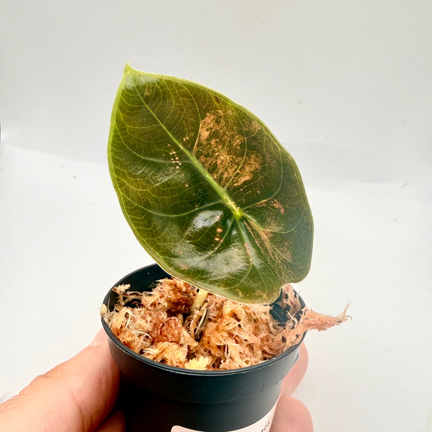 Alocasia Sedenii Peach Variegata