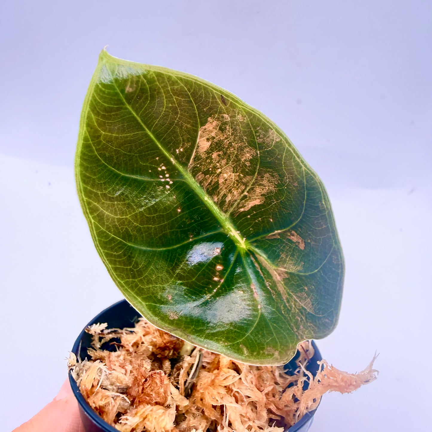 Alocasia Sedenii Peach Variegata