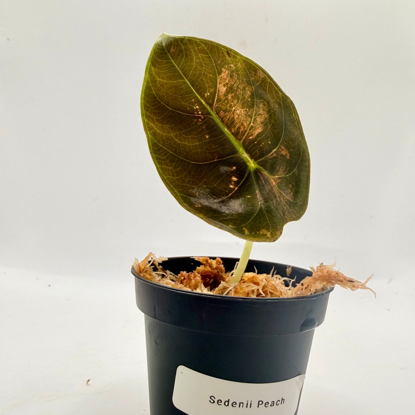 Alocasia Sedenii Peach Variegata