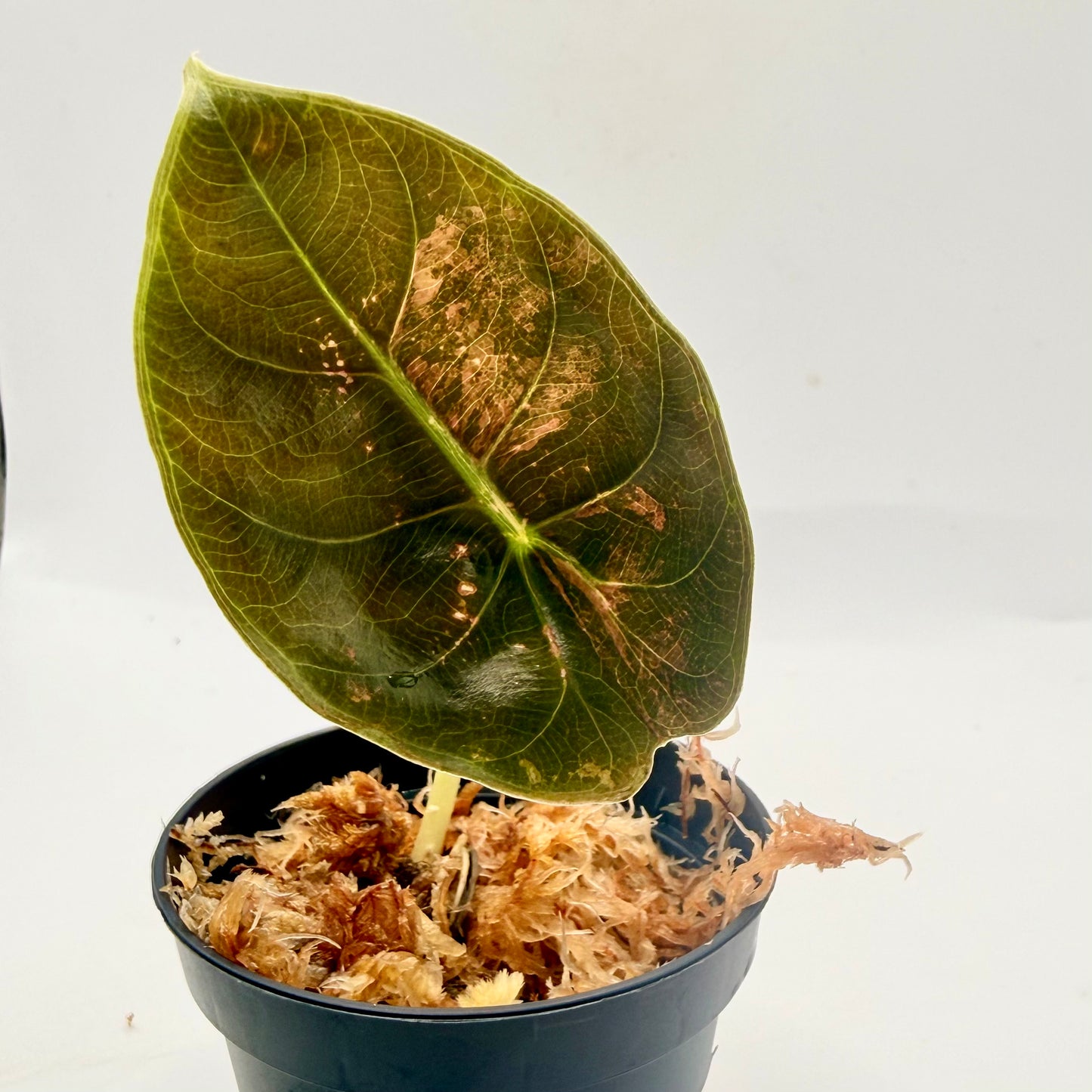 Alocasia Sedenii Peach Variegata
